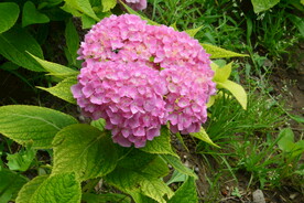 绣球花  