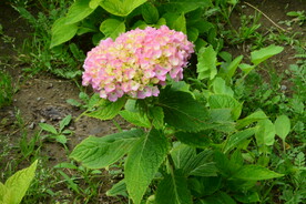 绣球花 