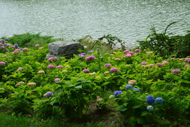 绣球花 