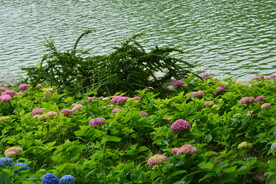绣球花 