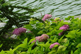 绣球花  