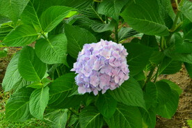 绣球花  