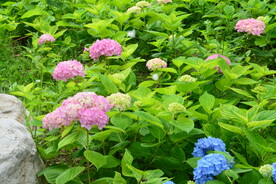 绣球花  