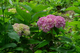 绣球花  