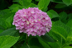 绣球花  
