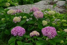 绣球花  