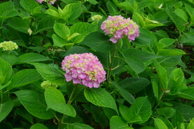 绣球花  