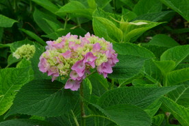 绣球花 