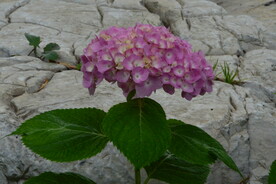 绣球花  