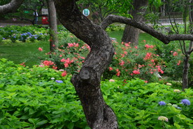 绣球花  