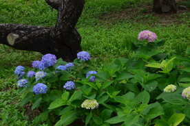 绣球花  