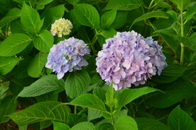 绣球花  
