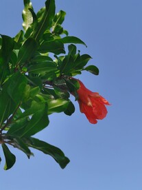 石榴花 