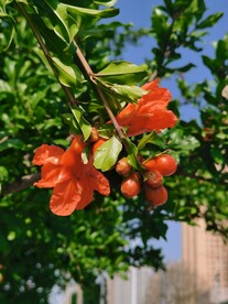石榴花   