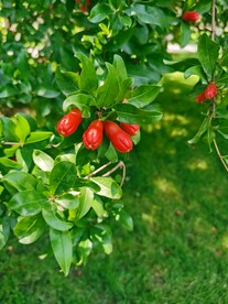 石榴花  