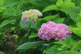 绣球花 