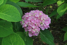 绣球花 