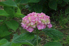 绣球花  