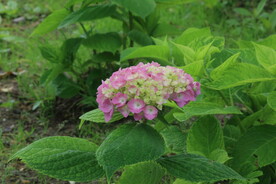 绣球花 