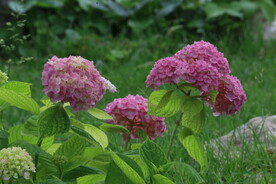 绣球花 