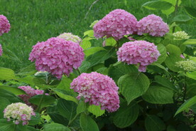 绣球花 