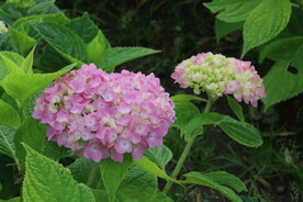 绣球花  