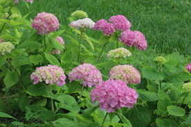 绣球花 
