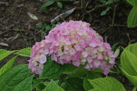 绣球花  