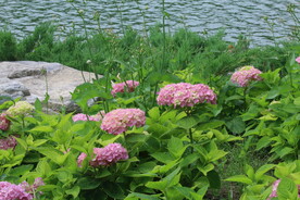 绣球花  