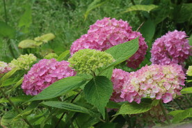 绣球花 