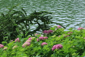 绣球花 