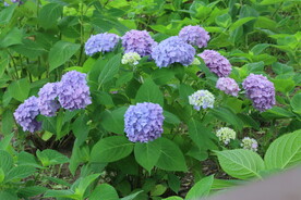绣球花 