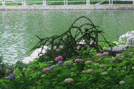 绣球花  