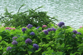 绣球花  