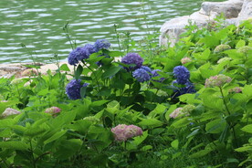 绣球花 