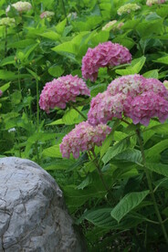 绣球花 