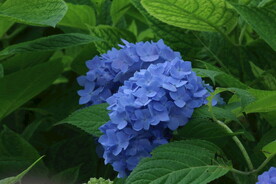 绣球花 
