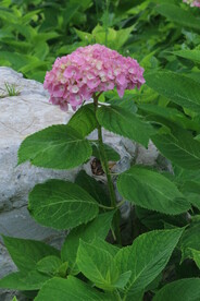 绣球花  