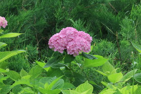 绣球花 