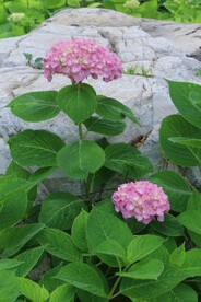 绣球花  