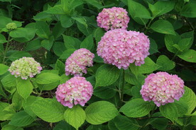 绣球花  