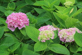绣球花  