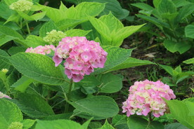 绣球花 