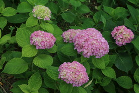 绣球花 