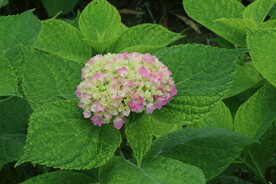 绣球花  