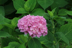 绣球花 