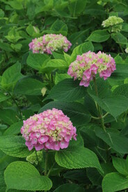 绣球花 