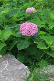 绣球花 