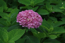绣球花 