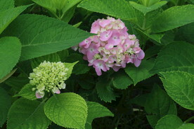 绣球花 